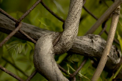 Botanical Knot